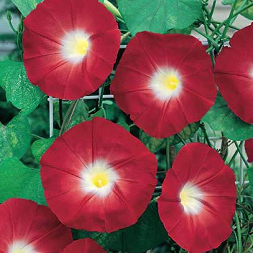 CZ Grain Red Morning Glory climbing vine seeds on a sunny trellis for vibrant scarlet blooms.
