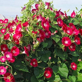 CZ Grain red morning glory seeds cover a fence with fast-growing, vivid scarlet flowers.