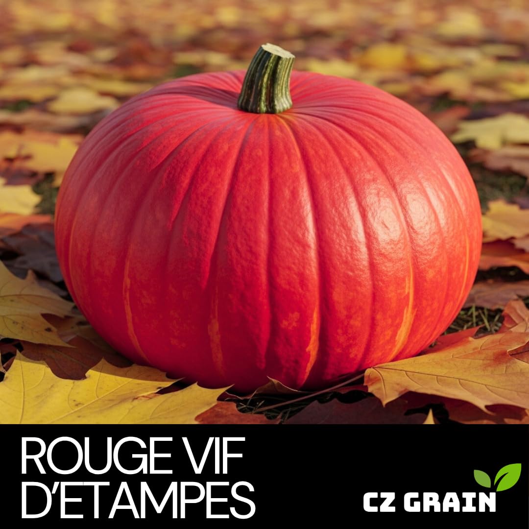 Rouge Vif d'Etampes flat-wheel red pumpkin, ideal for harvest decor.