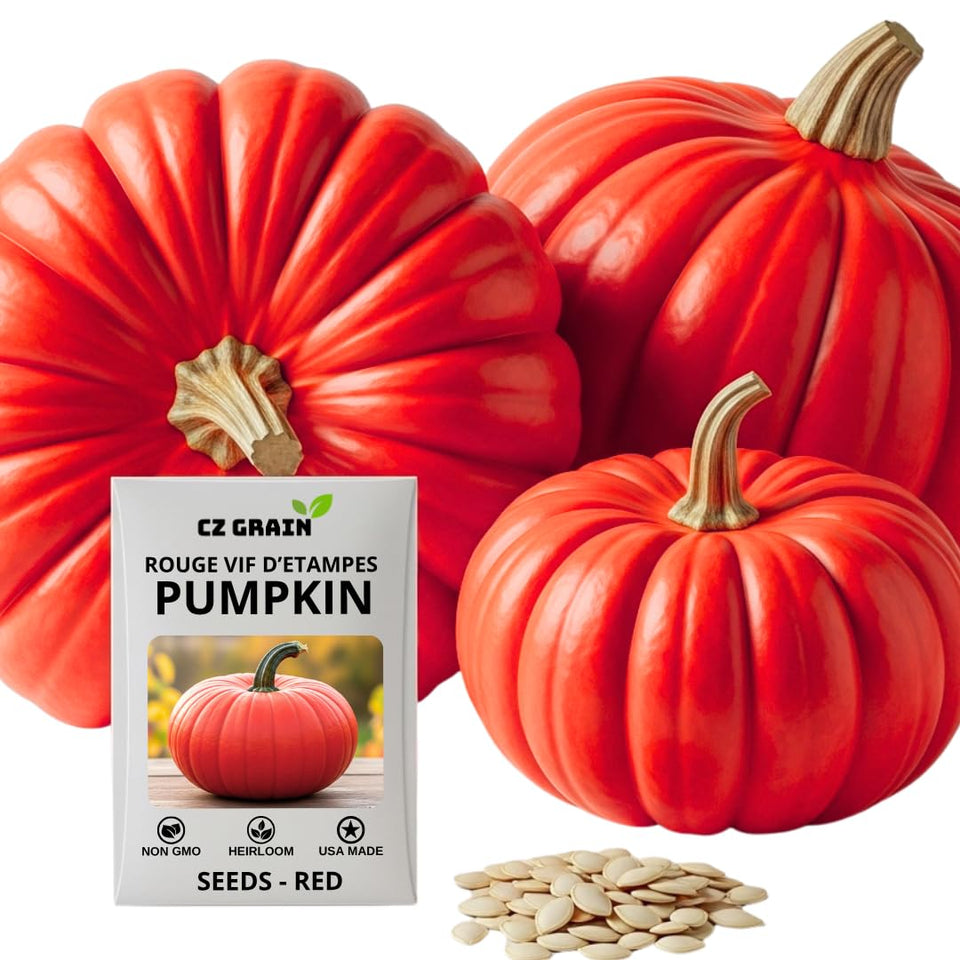 CZ Grain Rouge Vif d'Etampes red pumpkin for dramatic autumn display.