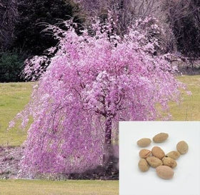 CZ Grain Sakura bonsai seeds close-up showing tiny seeds and packaging