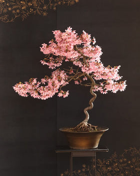 CZ Grain Sakura bonsai seeds packet for home growing and easy starting
