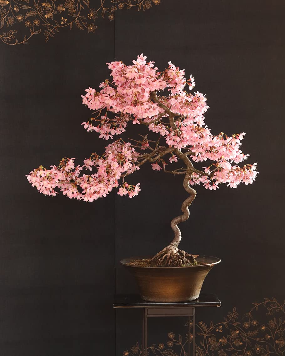 CZ Grain Sakura bonsai seeds packet for home growing and easy starting
