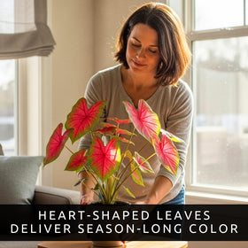Indoor decor scene showing Scarlet Arrow caladium foliage for vibrant rooms.