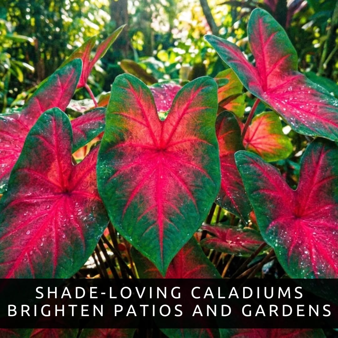 Tropical charm of Scarlet Arrow caladium foliage brightening a shaded patio.