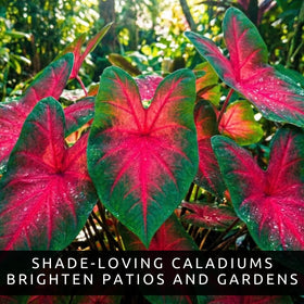 Tropical charm of Scarlet Arrow caladium foliage brightening a shaded patio.