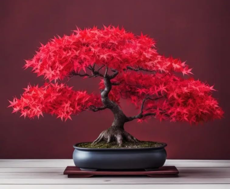 CZ Grain Scarlet Red Maple seeds pack ready to plant for vibrant bonsai