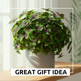 CZ Grain Shamrock Bulbs Gift Packaging makes a thoughtful, low-effort present.
