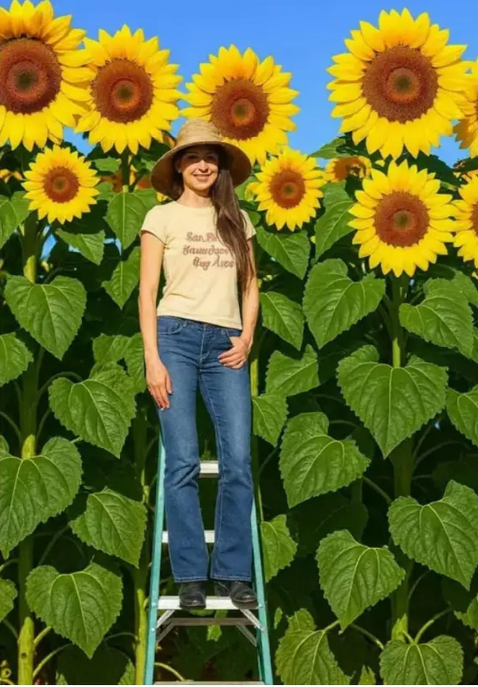 CZ Grain Skyscraper Sunflower Seeds package front for bold garden display