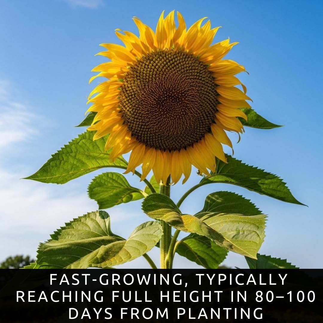 CZ Grain Skyscraper Sunflower Seeds – Sun-tracking blooms add dynamic movement.