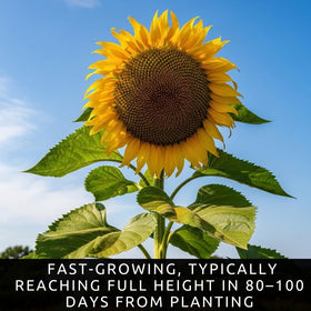 CZ Grain Skyscraper Sunflower Seeds – Sun-tracking blooms add dynamic movement.