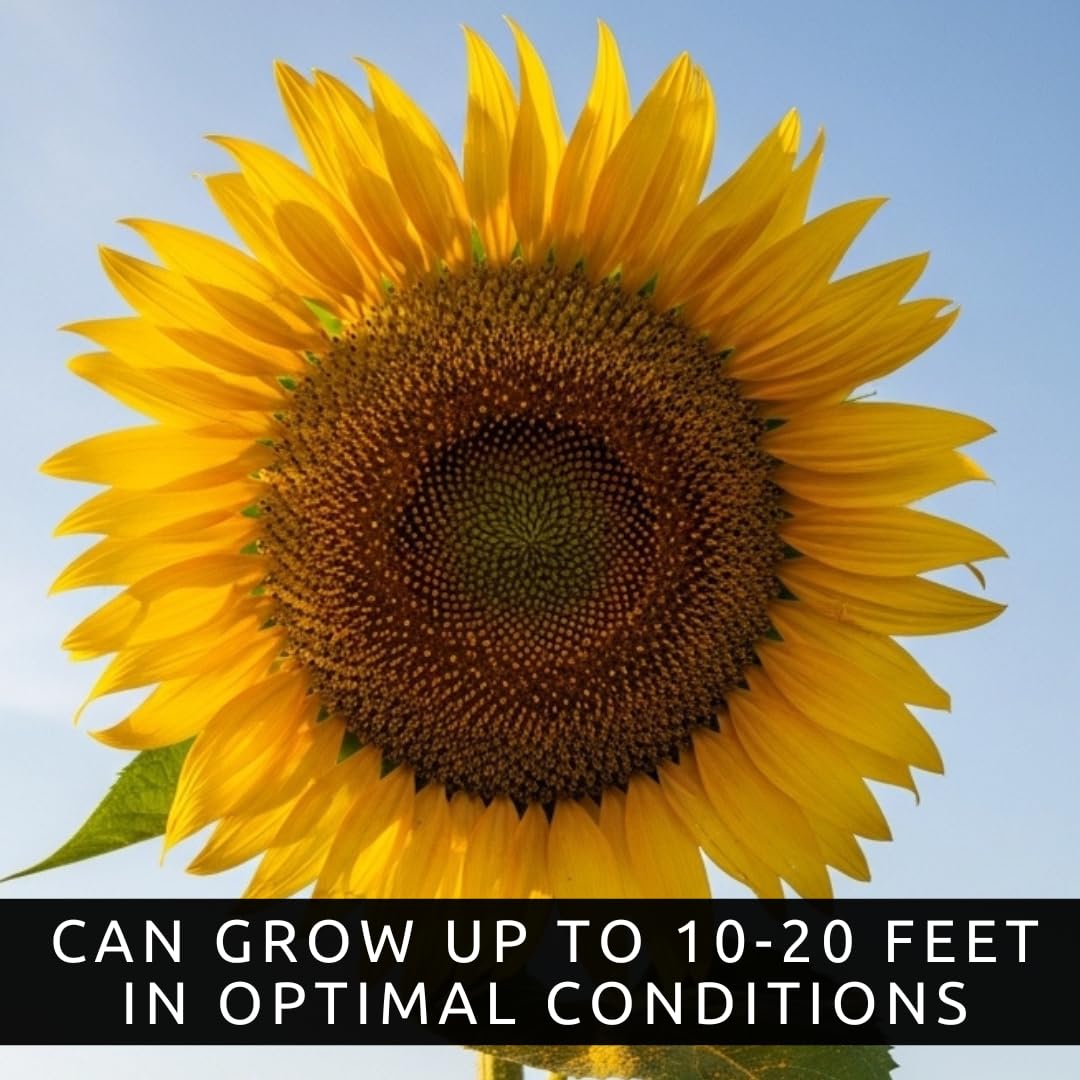 Tall stem garden scene with CZ Grain Skyscraper Sunflowers towering above