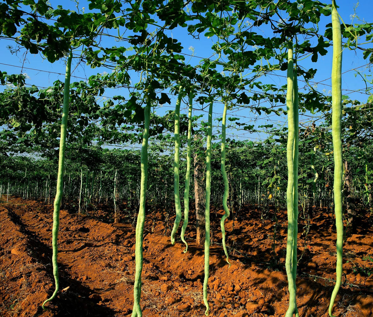 CZ Grain snake gourd growth image shows long gourds ideal for fresh meals.