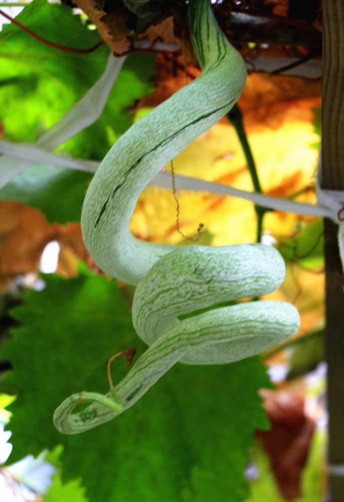 CZ Grain snake gourd seeds 20-count pack for reliable home garden planting.