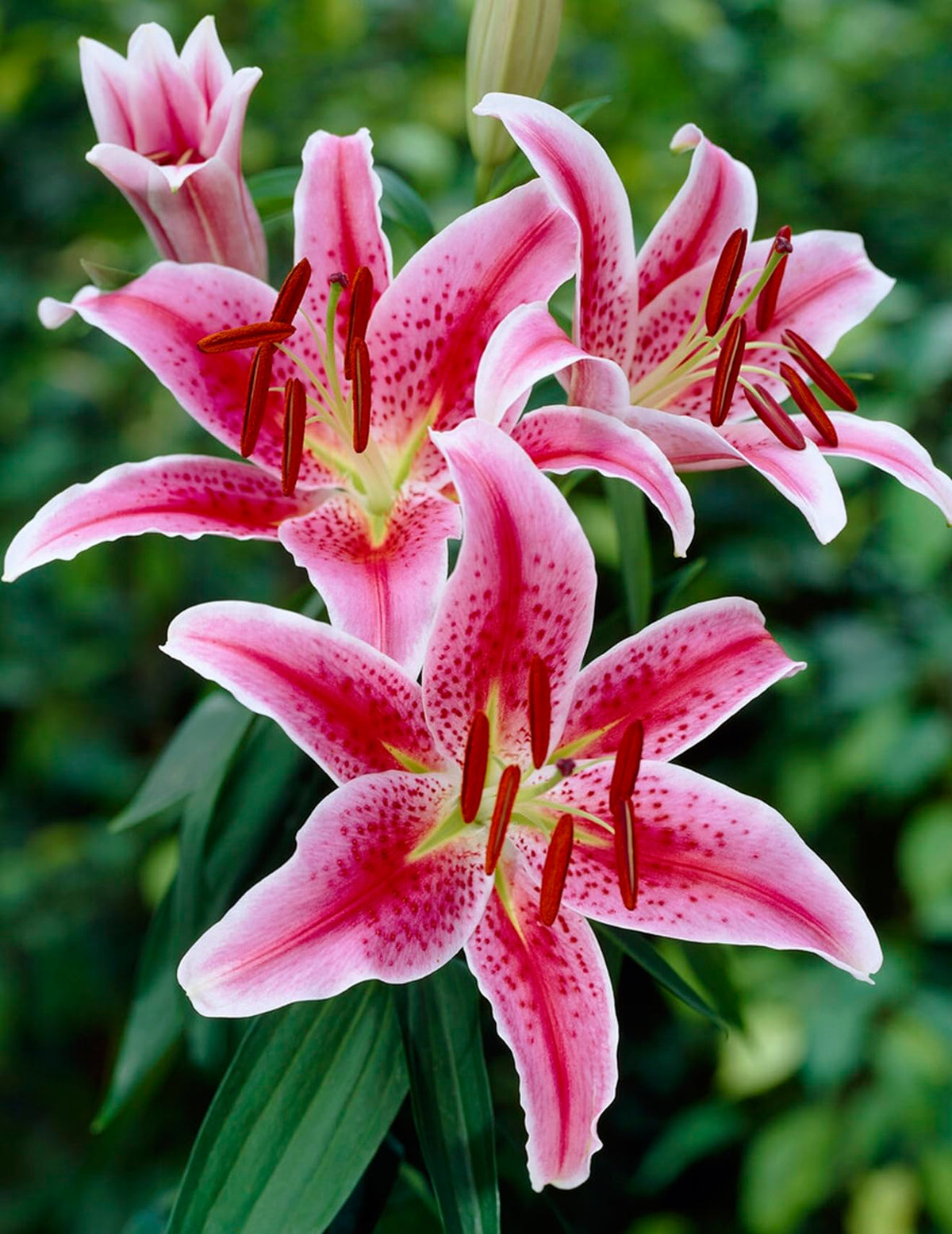 CZ Grain Stargazer lily bulbs close-up pink and white blooms with dramatic speckling.
