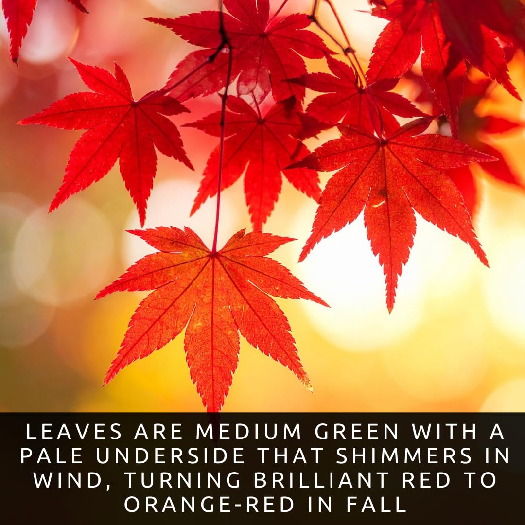 CZ Grain red maple leaves image highlighting dramatic fall color and seasonal beauty.
