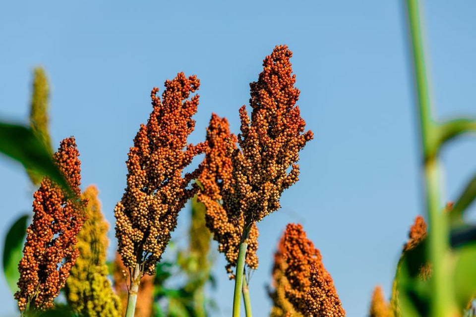 CZ Grain Sweet Sugar Cane Sorghum seeds for home gardens; open-pollinated, non-GMO, versatile for grain and syrup.