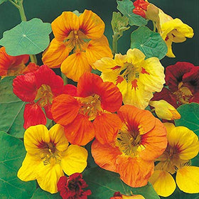 CZ Grain Tall Trailing Nasturtium bloom close-up showing vibrant colors for borders.