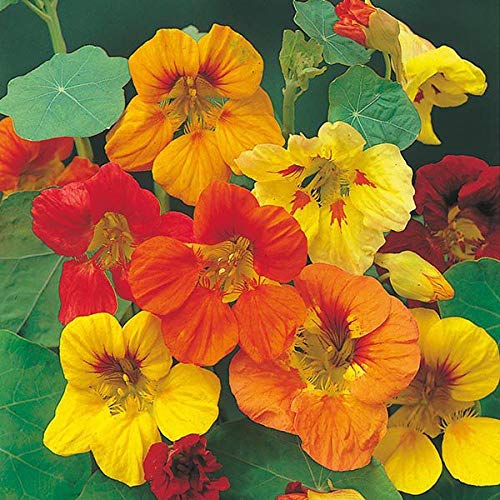 CZ Grain Tall Trailing Nasturtium bloom close-up showing vibrant colors for borders.