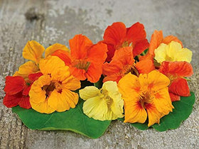 CZ Grain Tall Trailing Nasturtium plants in container showcase easy color on patios.
