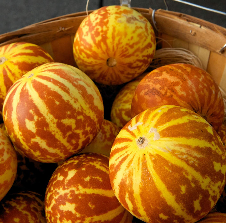 CZ Grain Tigger Melon seeds ready to plant for a rare garden harvest