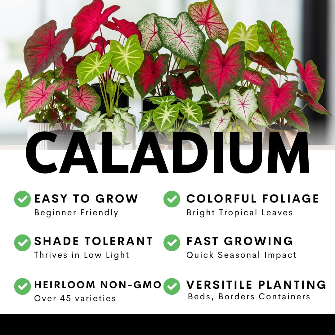 CZ Grain tropical perennial beauty; store bulbs to return seasons