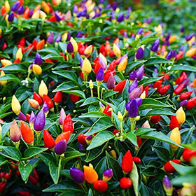 CZ Grain twentyfive seeds multiple plants; supports succession planting and sharing
