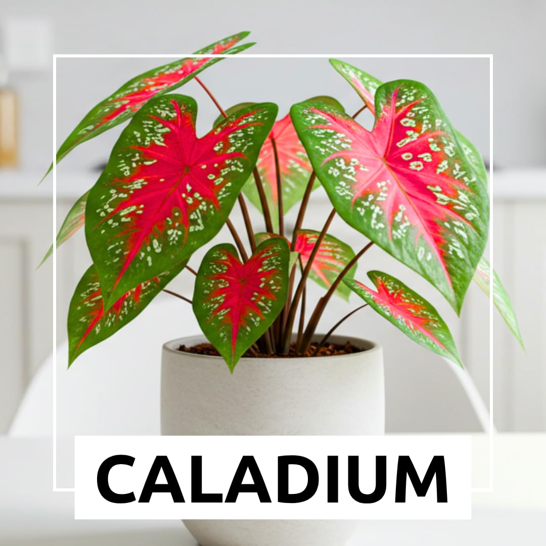 CZ Grain Vibrant Tropical Foliage features large leaves that brighten indoor displays.