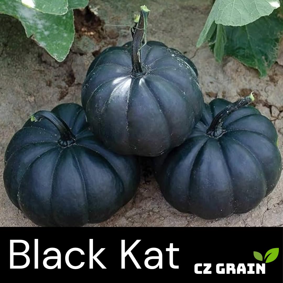 CZ Grain vigorous trailing vines support multiple ornamental pumpkins.