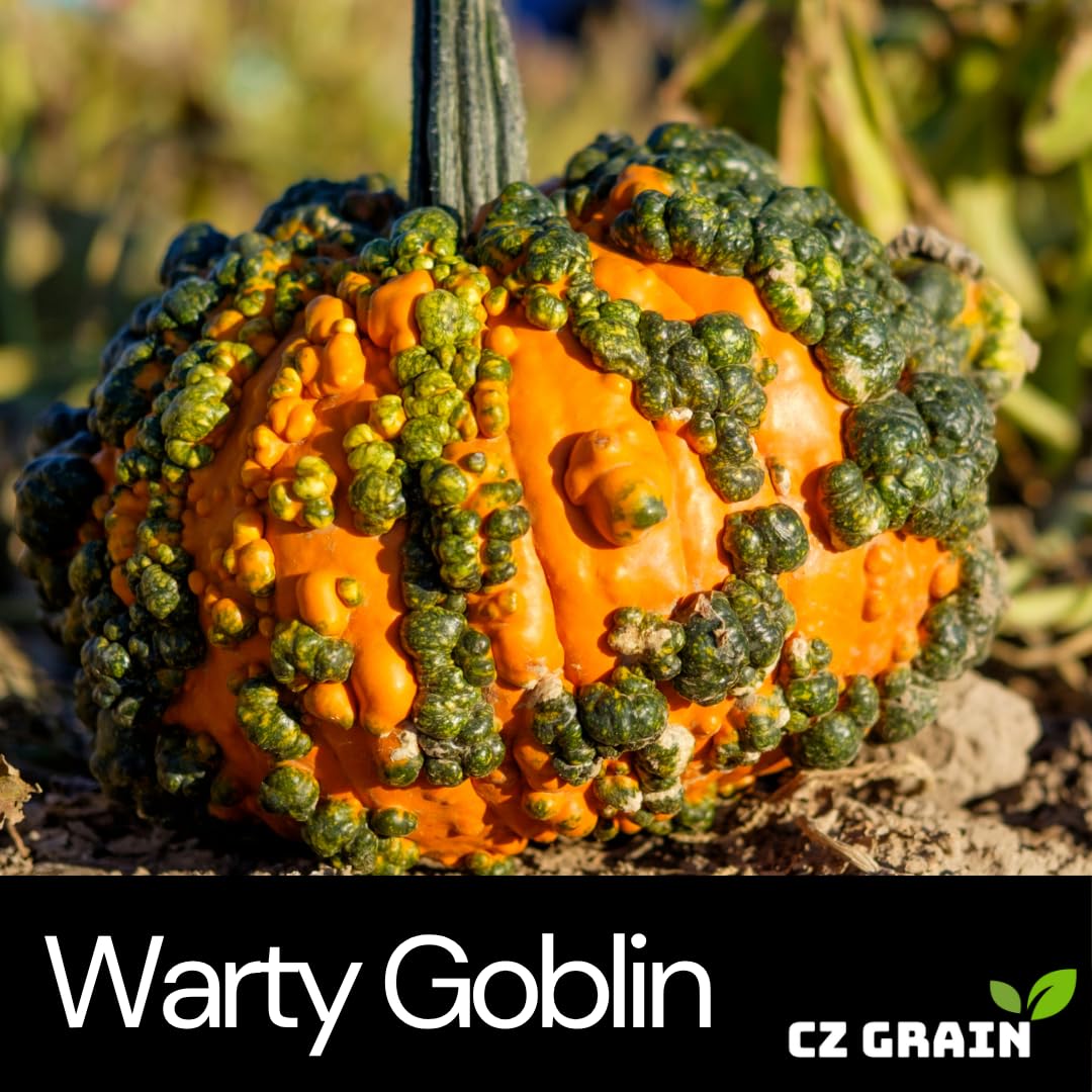 CZ Grain Warty Goblin seed closeup showing distinctive warts and texture