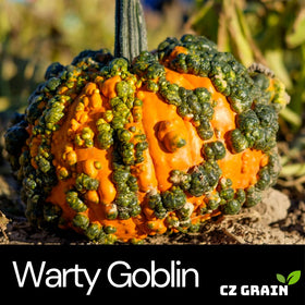 CZ Grain Warty Goblin seed closeup showing distinctive warts and texture