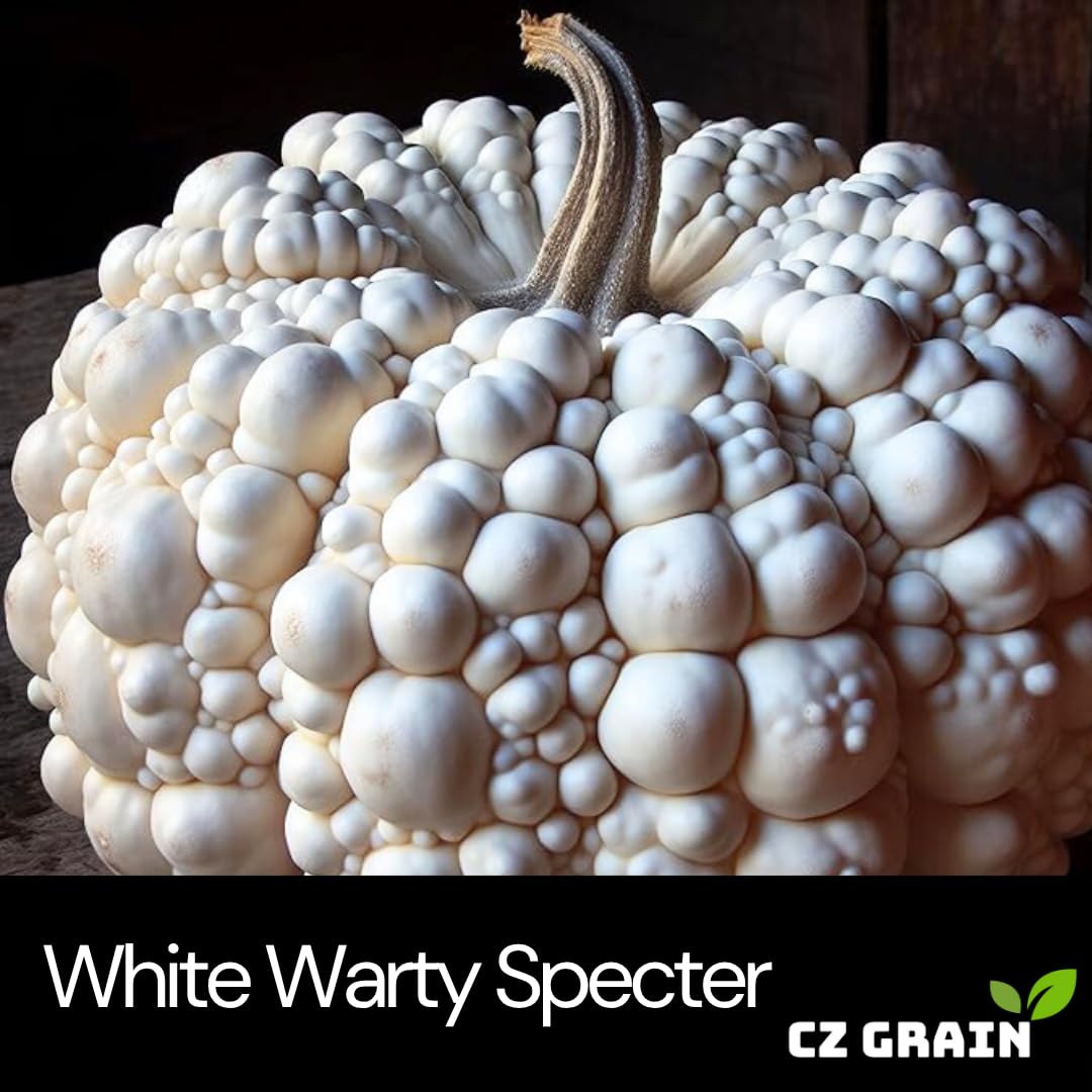 CZ Grain Warty White Specter seeds in a seed tray, ideal for autumn planting.