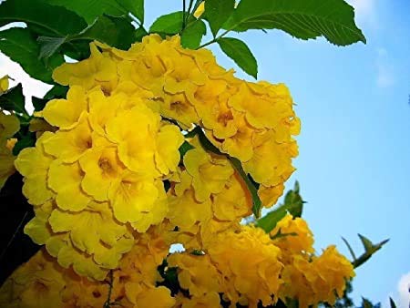 CZ Grain exotic yellow trumpetbush bloom close-up with vibrant color