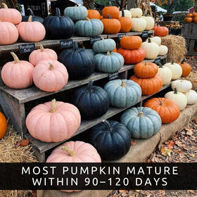 CZ Grain 20 mixed color seeds pack previewing vibrant pumpkins for a lively garden