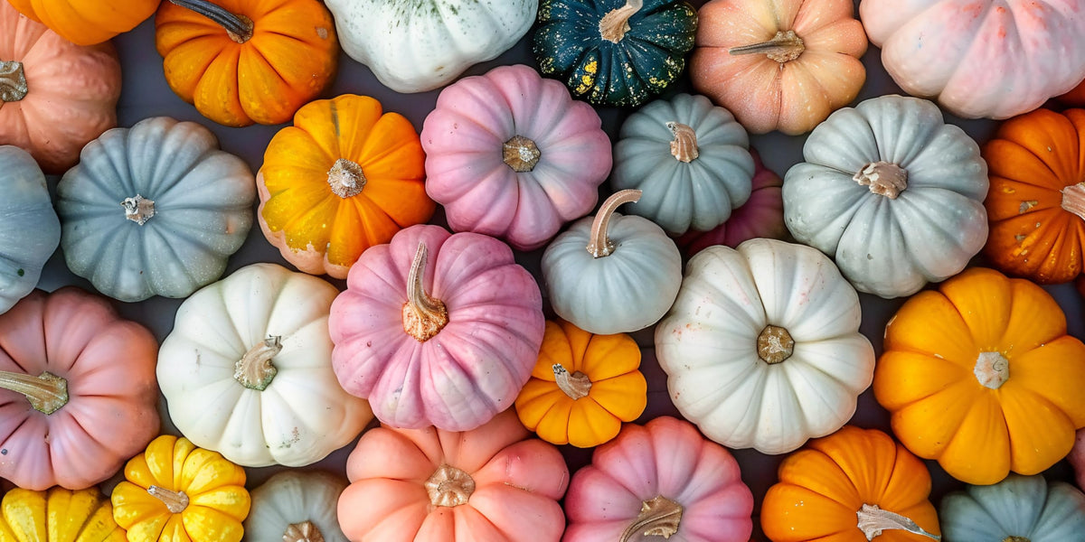 CZ Grain Bright Pumpkin Patch Seeding Kit cover image ideal to start a rainbow garden