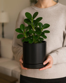 D'vine Dev black cylindrical planter enhances modern indoor decor