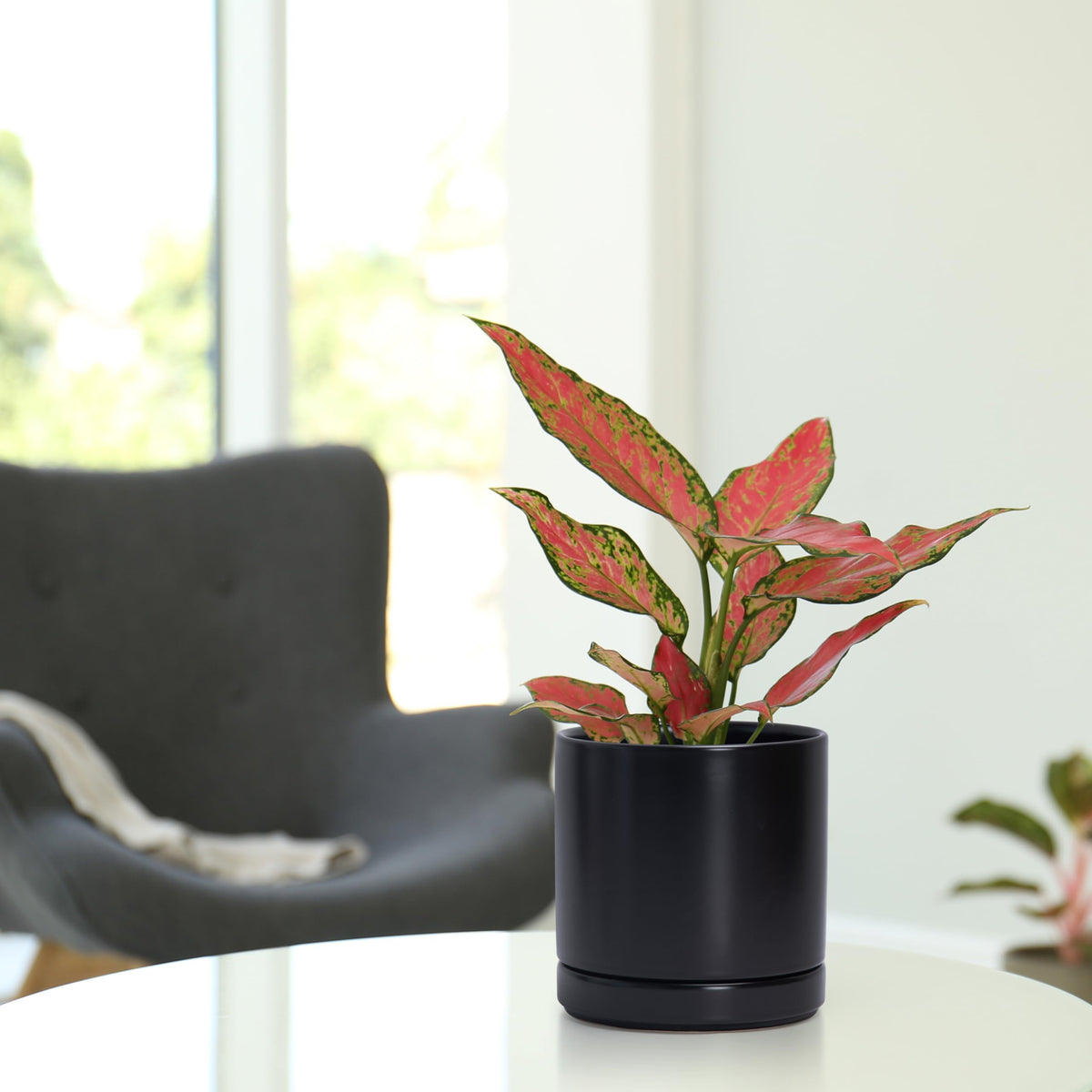 D'vine Dev compact indoor planter ideal for herbs and small plants