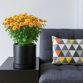 D'vine Dev 6.5-inch pot includes protective scratch pad for furniture