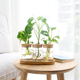 Dahey gift-ready propagation vase set for plant lovers