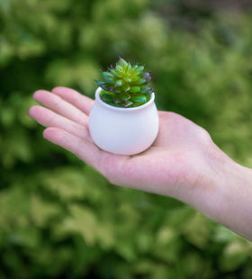 Dahey gift-ready plant lover decor for celebrations