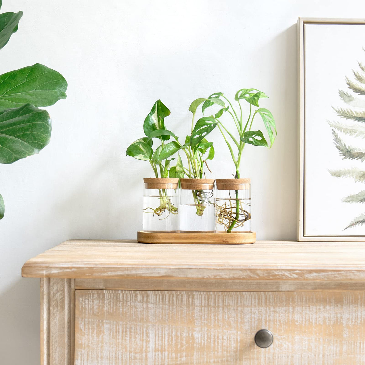 Dahey glass propagation vase with wooden stand on desk