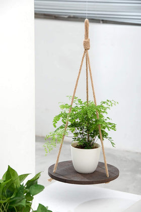 Dahey indoor-outdoor use makes it suitable for indoor gardens and balconies.