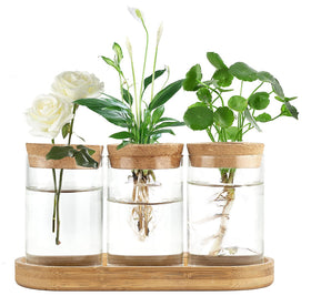 Dahey propagation terrarium vase with lid and wooden stand for display