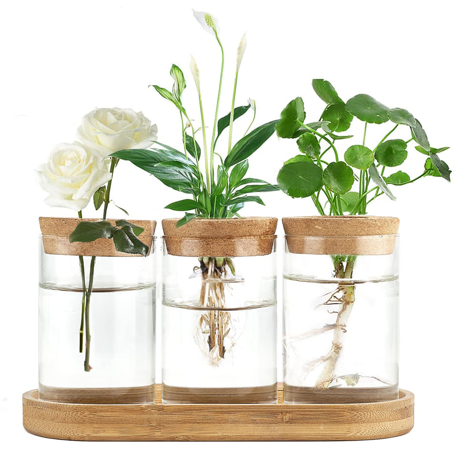 Dahey propagation terrarium vase with lid and wooden stand for display