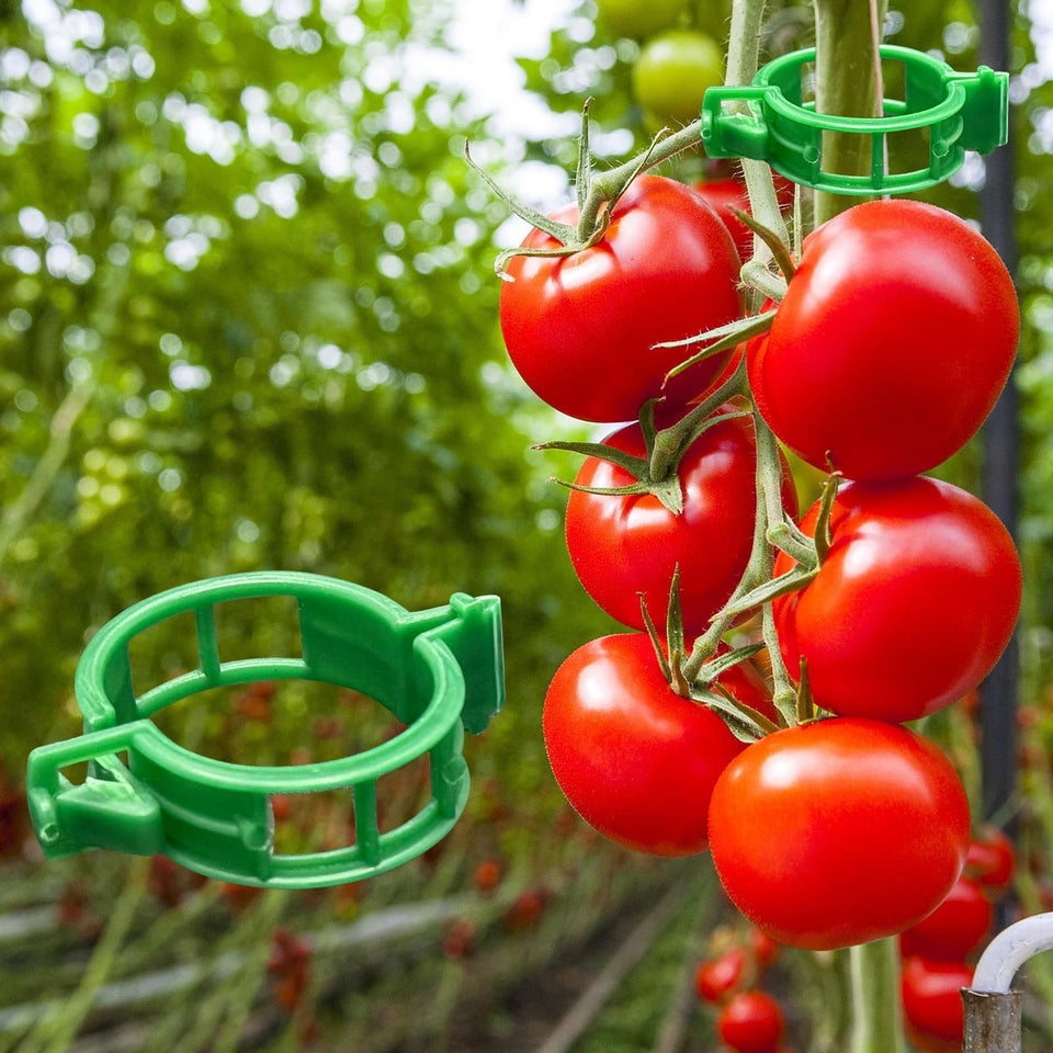 Dalzom tomato clips pack for upright vine support keeps plants tidy