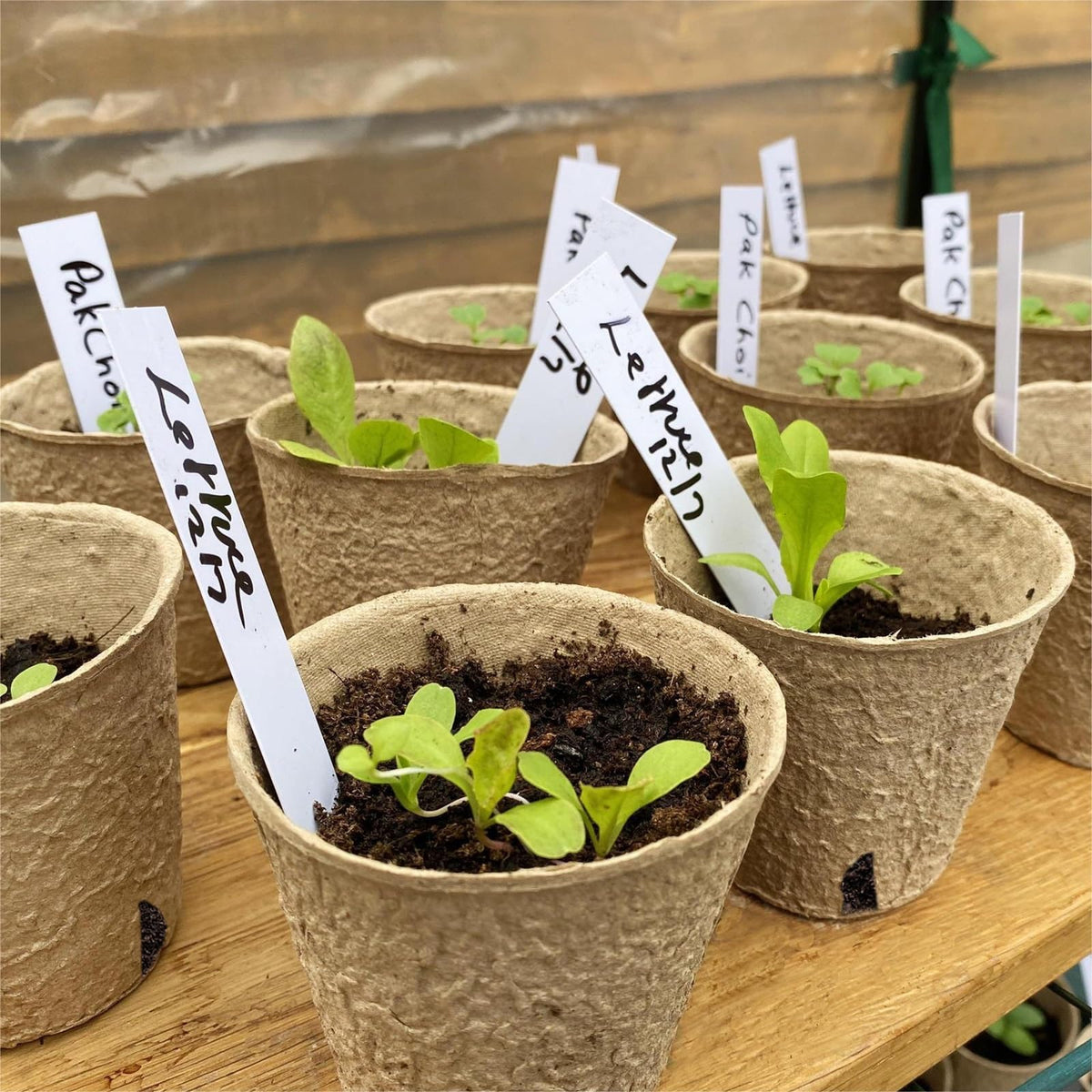 Perfect for starting flowers, herbs, and vegetables in home gardens.