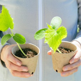 Dalzom seedling trays simplify nursery organization and care