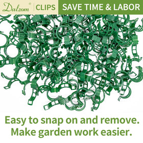 Dalzom tomato vine training helps improve air circulation