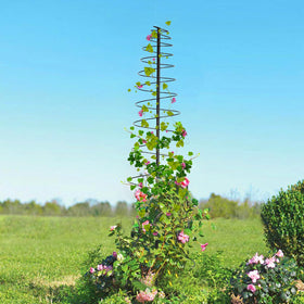 Daneried trellis uses for cucumbers, tomatoes, and morning glories.