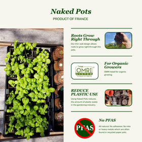 Daniel's Plants 4 inch naked pot side view shows breathable material